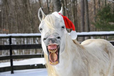 Grey horse wearing a Christmas hat